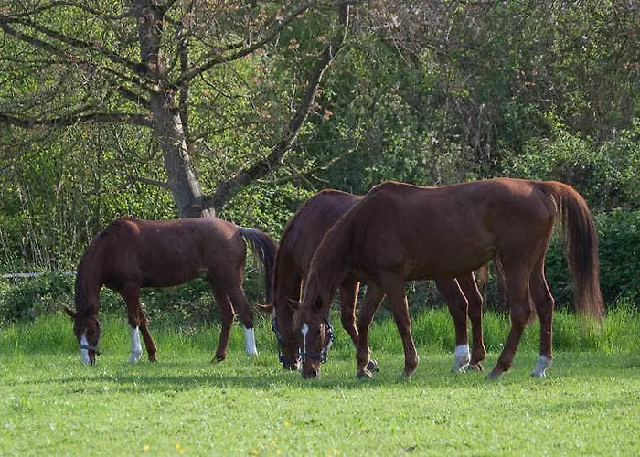 Oberle Gospodarstwo agroturystyczne